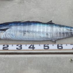 タイラバ、ライトジギング　釣船海援　